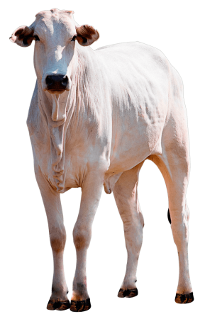 boi-nelore